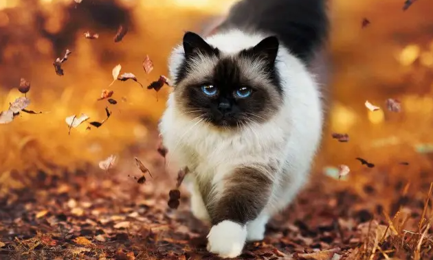 小猫多大可以驱虫