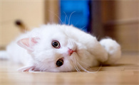 两个月小猫眼睛流脓