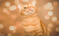 一个月的小奶猫能驱虫吗