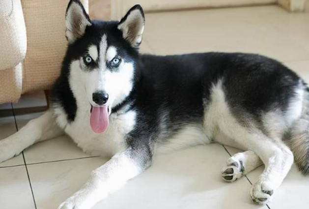 狗狗吐不拉稀怎么回事吃什么药 狗狗吐不拉稀怎么回事吃什么药