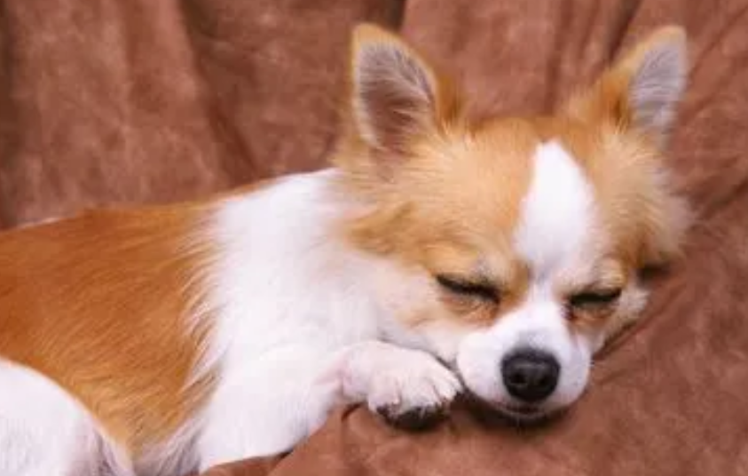 狗牙发黄是什么原因 狗牙发黄是什么原因