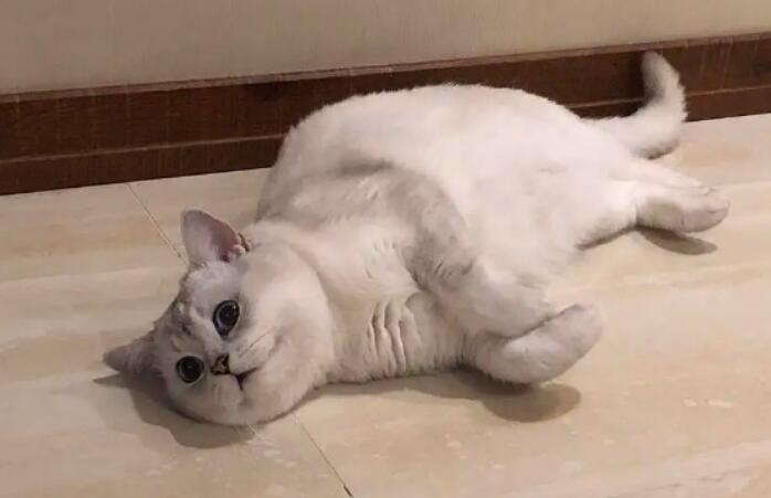 一个月小猫有跳蚤怎么去除
