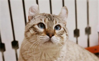 猫咪可以吃蛋黄吗