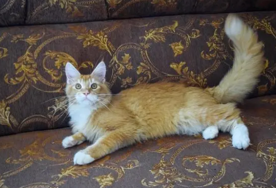 把猫摔在地上有事吗