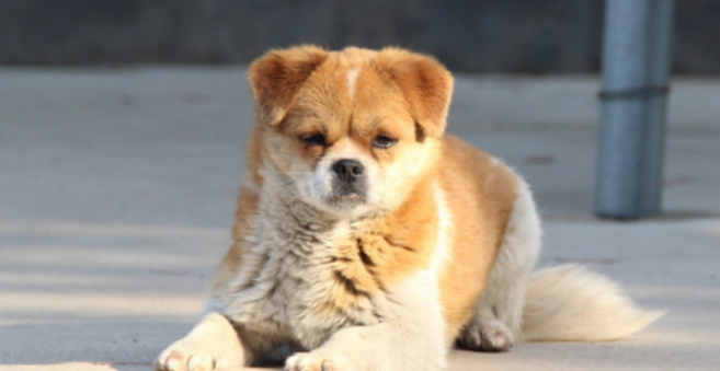 狗狗吐了黄黄的浓稠物怎么办
