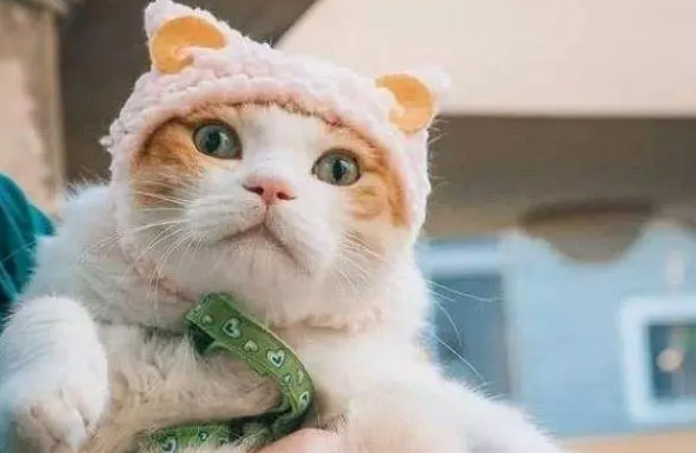 猫怀孕3天最明显的征兆 猫怀孕3天最明显的征兆