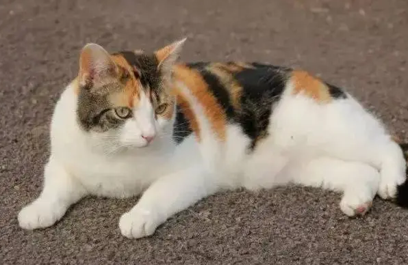 小公猫几个月开始长蛋蛋?想知道的看这篇文章! 小公猫几个月开始长蛋蛋?想知道的看这篇文章!