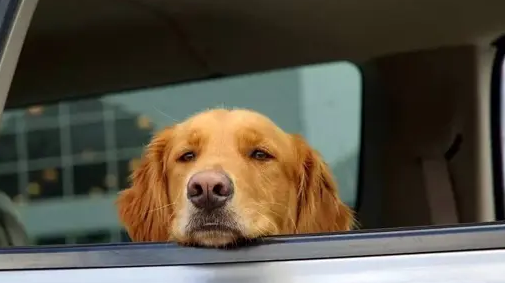 狗晕车是什么表现症状