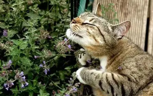 猫薄荷对猫有危害么 猫薄荷对猫有危害么