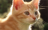 猫肾脏衰竭症状有哪些