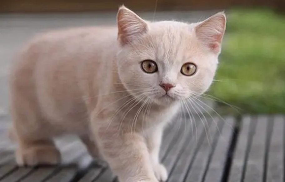 小猫流脓封眼怎么办用什么药