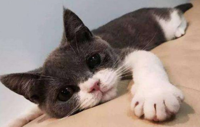 猫几个月可以洗澡 猫几个月可以洗澡