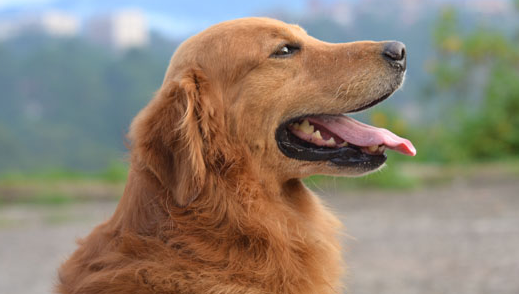 土狗光打个狂犬疫苗行吗？可以来这了解！