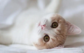 小猫能吃火腿肠吗 小猫能吃火腿肠吗