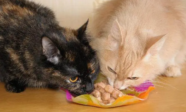 猫咪可以吃猪肉吗 猫咪可以吃猪肉吗