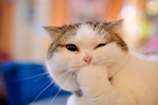 猫咪子宫蓄脓直接绝育可以吗