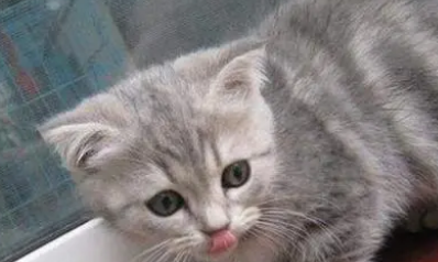 小猫什么时候睁眼