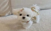 茶杯马尔济斯犬多少钱一只