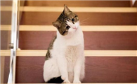 猫虱怎么去除最有效