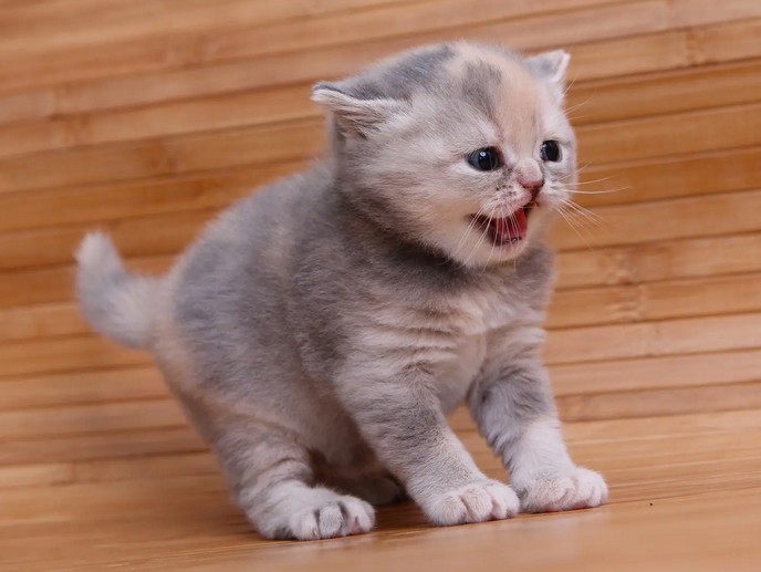 猫咪眼睛流泪有点睁不开是咋回事呢