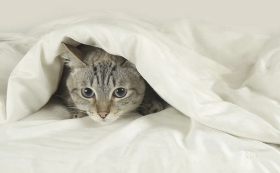 猫在家里“乱尿”？找准原因“对症下药”