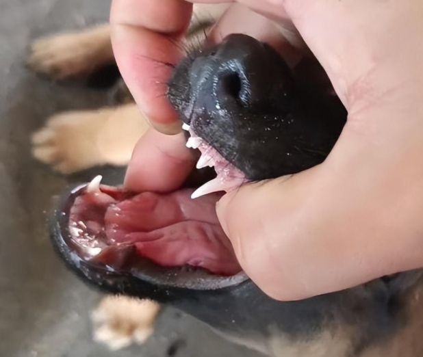 院子里传来惨烈的狗叫声，主人查看情况后语塞：谁让你这么馋？