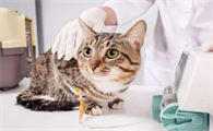 猫瘟一般从潜伏期到死亡要几天