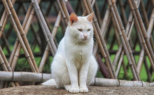 猫绝育最晚几天不拉屎正常 猫绝育最晚几天不拉屎正常