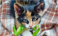 猫拉稀黑色的怎么回事啊