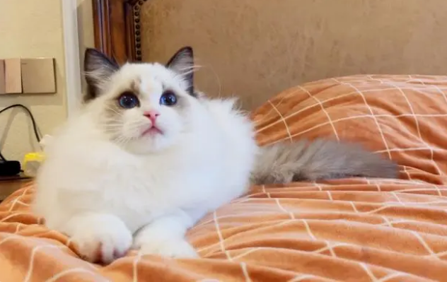 猫咪为什么会踩奶 猫咪为什么会踩奶