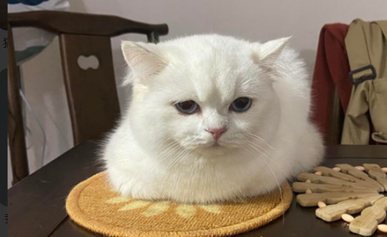 猫咪口炎严重会怎样