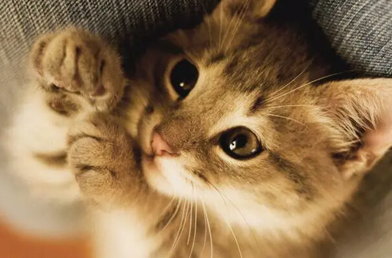 猫咪最近老是干呕怎么回事 猫咪最近老是干呕怎么回事