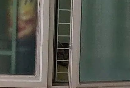 “救命！我被邻居家的猫偷窥了！”