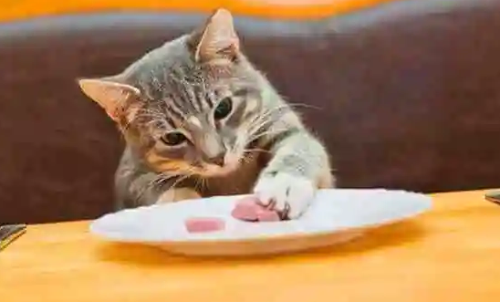 猫咪可以吃牛肉吗