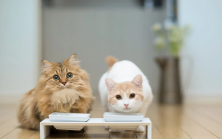 猫咪小鸡红肿怎么办啊