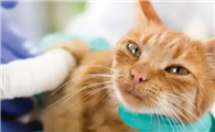 猫得了猫癣咋治