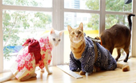 猫咪发情会变瘦吗