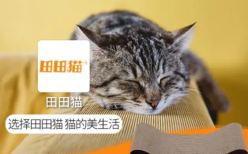 田田猫