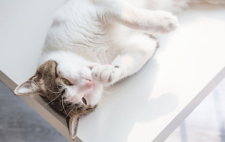 猫会上火有什么症状表现