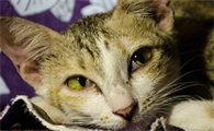 猫瘟是怎么引起的