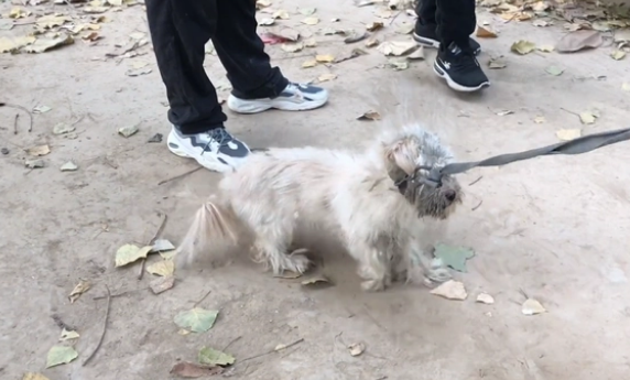 面对讨好的小狗,主人请求买家善待它,可转眼间,狗狗就进狗肉车 面对讨好的小狗,主人请求买家善待它,可转眼间,狗狗就进狗肉车