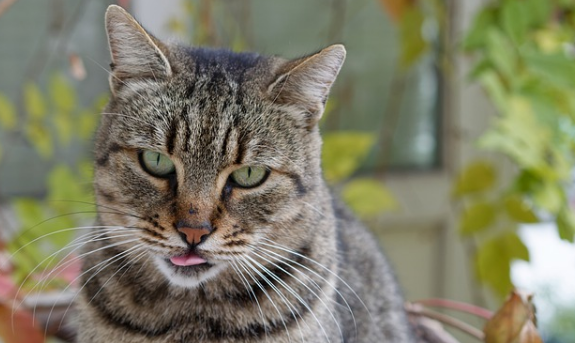 猫咪突然特别粘人是为什么