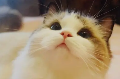电子驱蚊器对猫咪有害吗