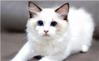 500买了只布偶猫