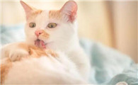 一个月小猫拉稀怎么办可以继续喝水吗
