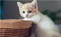 猫脑子里天天在想什么
