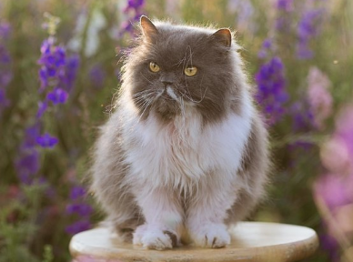 夏天猫咪掉毛很严重怎么办