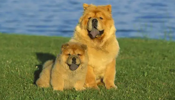 松狮犬多少钱一只幼崽