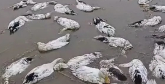 老人养的近4000只鸭子被投毒，网友：真是缺德！