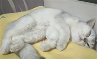 猫咪腹式呼吸急促怎么回事